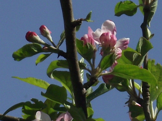 The beginnings of the apples of 2012