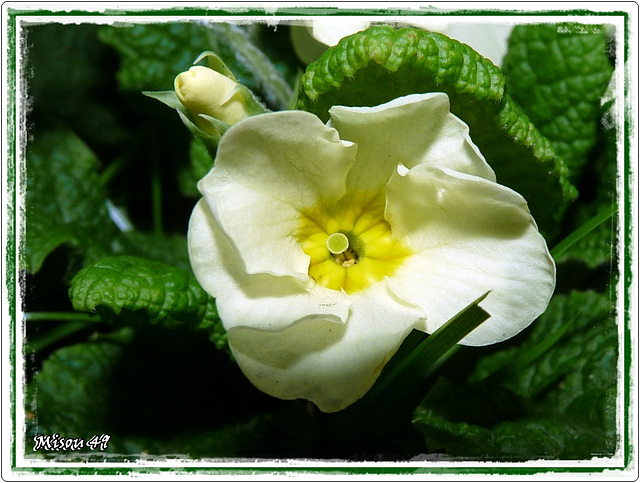 MON JARDIN