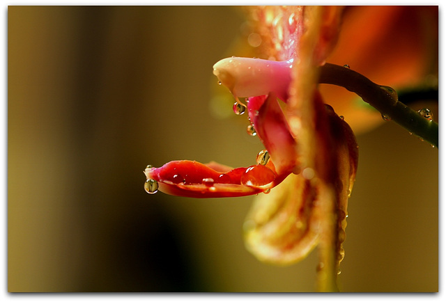 Goutte à goutte