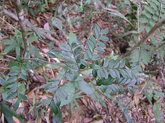 DSC00213