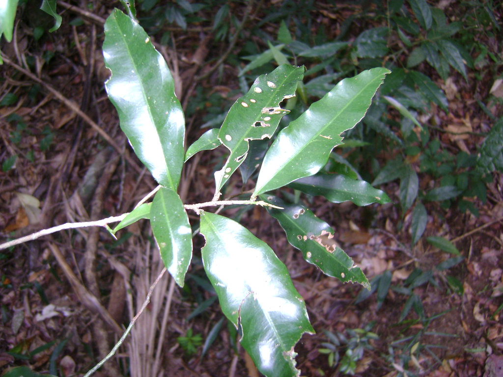 DSC00225