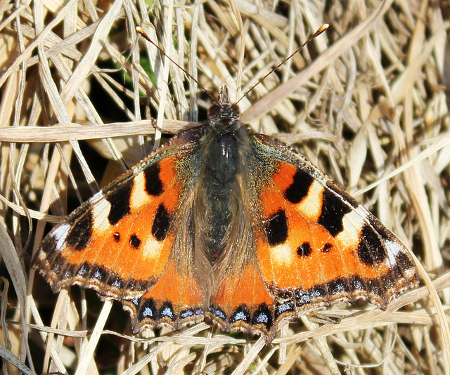 Der erste Schmetterling