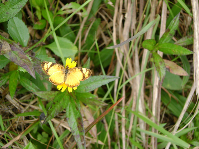 DSC08595