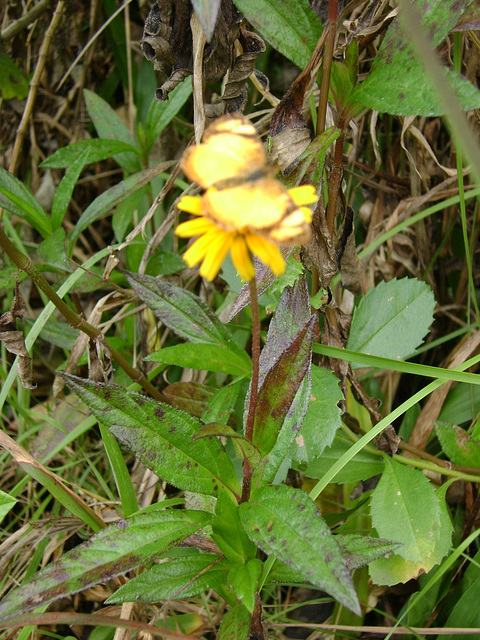 DSC08596