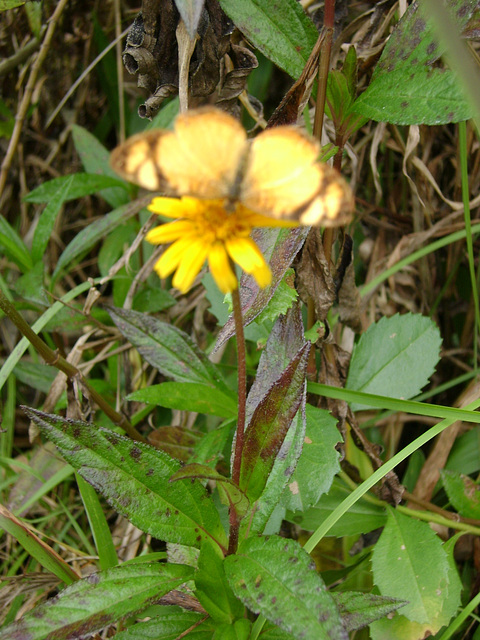 DSC08597