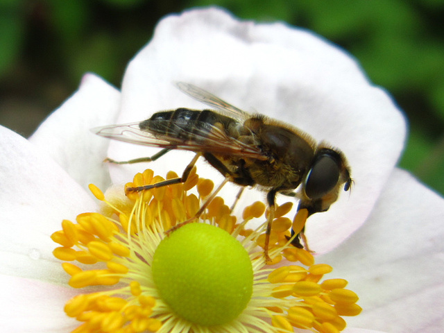 Bee going for the nectar