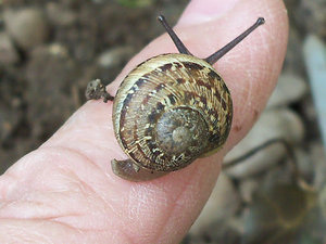Lovely tiny specimen of a snail