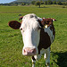 Grenchen - the obligatory cow shot