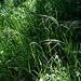 Bromus ramosus