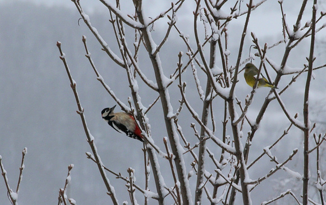 Tandem ds la neige