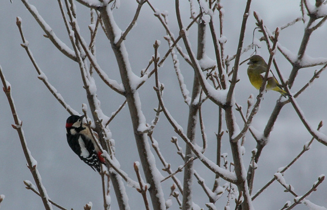 Tandem ds la neige