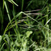 Bromus ramosus
