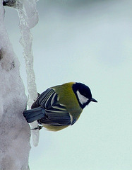 Mésange sur un glaçon