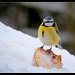 Mésange bleue  sur une pomme