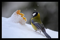 La Mésange et la pomme