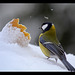 La Mésange et la pomme