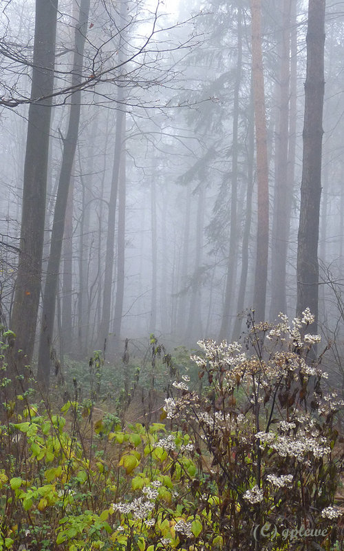 Weiße Blüten