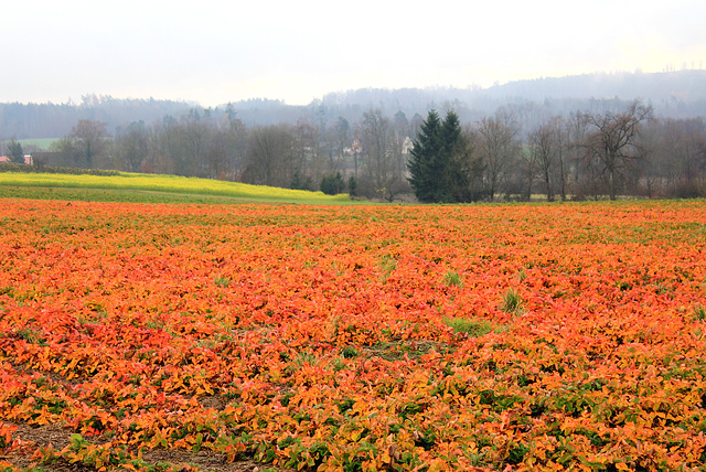 Erdbeerfeld im Herbst