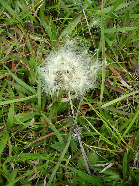 DSC08706