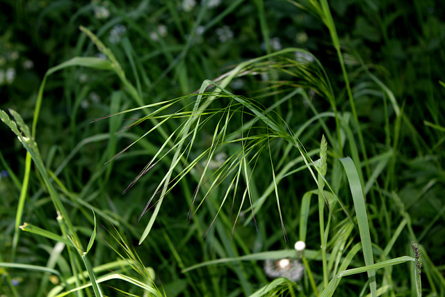 Bromus ramosus