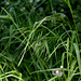 Bromus ramosus