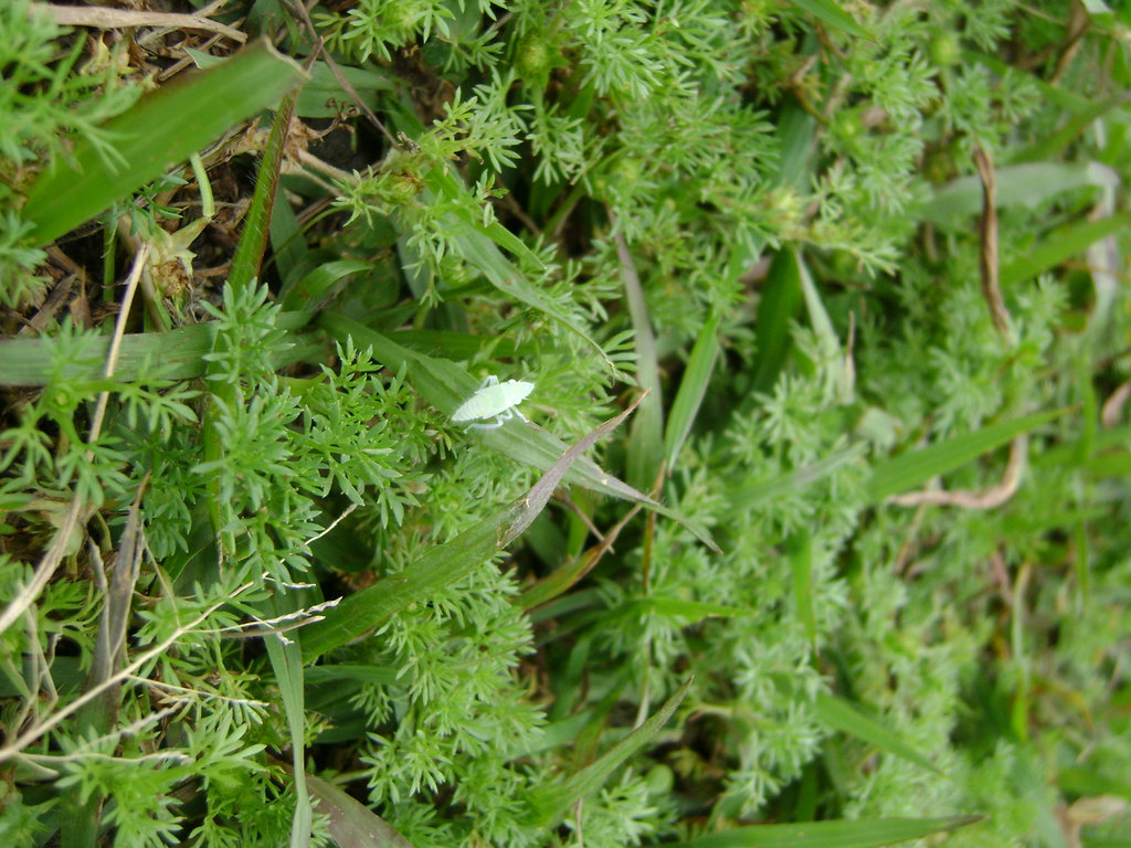 DSC08730
