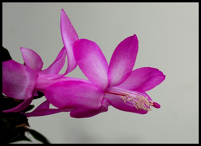 Schlumbergera rose