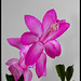 Schlumbergera rose