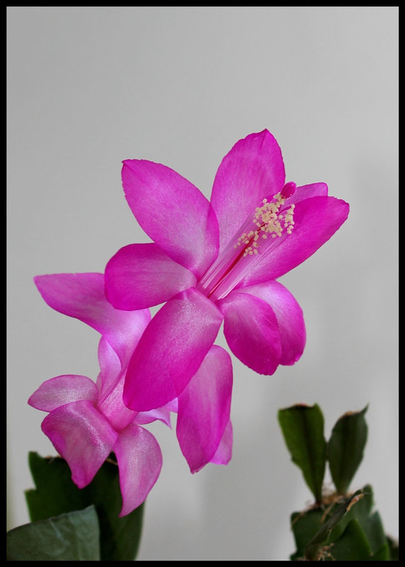 Schlumbergera rose