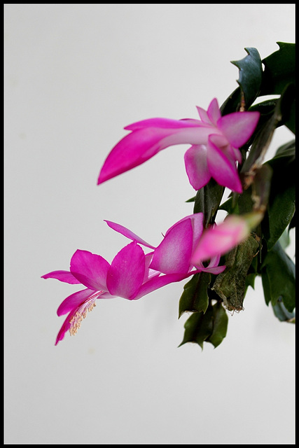 Schlumbergera rose