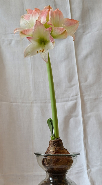 Hippeastrum DSC 0273 008redim