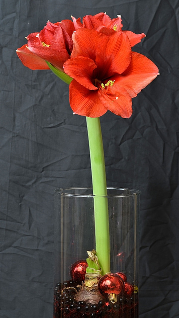 Hippeastrum DSC 0007 010redim