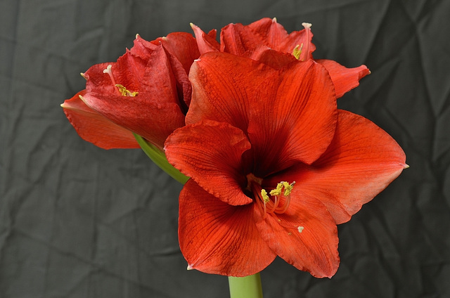 Hippeastrum DSC 0013 011redim