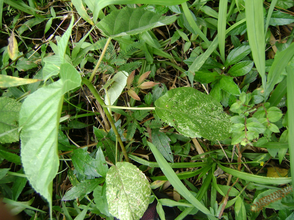 DSC08754