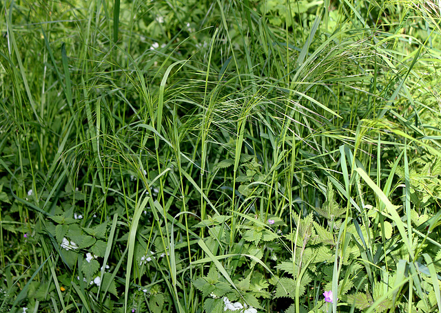 Bromus ramosus