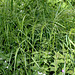 Bromus ramosus