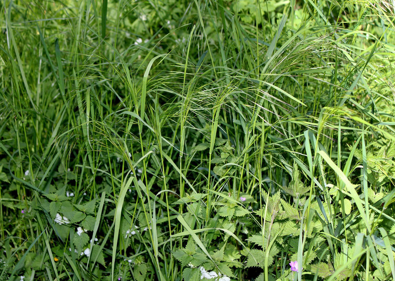 Bromus ramosus