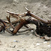 bois mort sur la plage