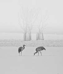 Fait d'hiver en Champagne...........