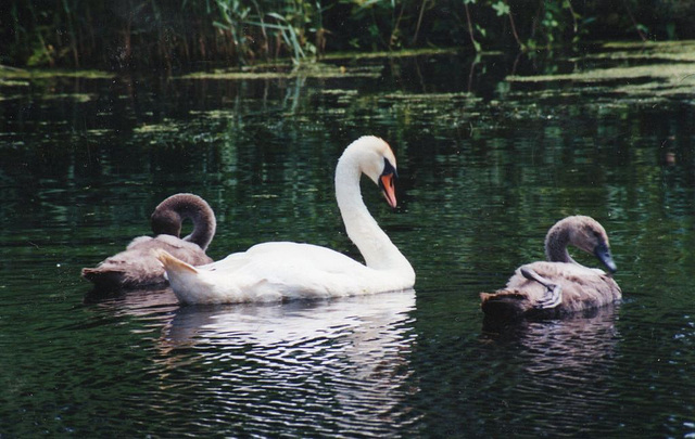 Proud mum swan and her two babies