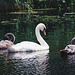Proud mum swan and her two babies