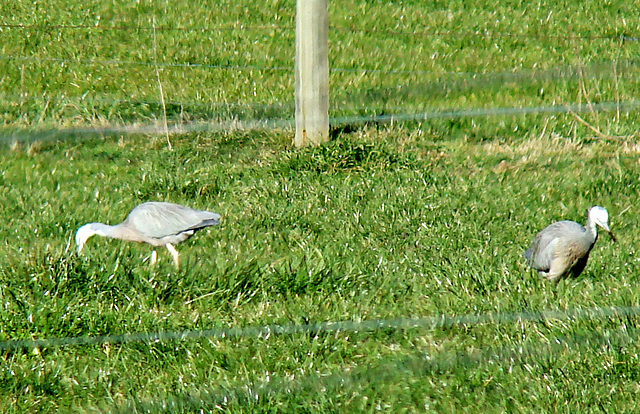 Two birds unknown