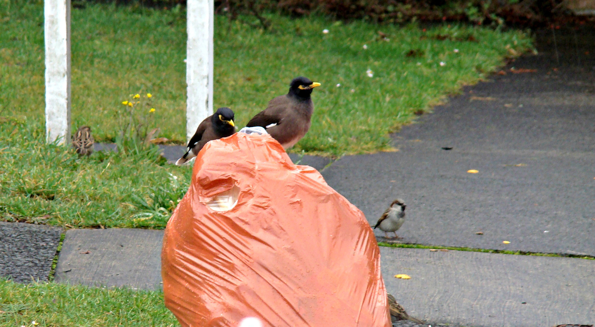 Two Minah Birds and Sparrows.