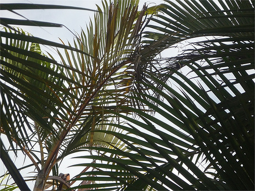 Palmeras 5