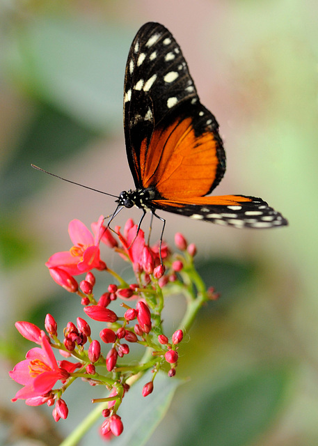 Au papiliorama de Chiètres...