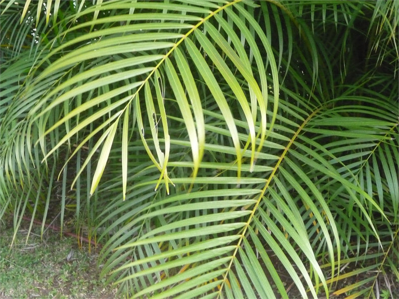Palmera 1