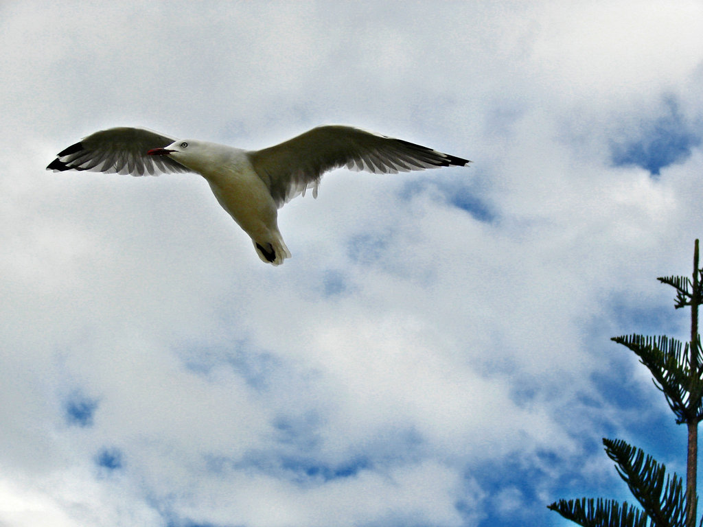 Matata gull flying