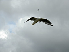 Matata gull in flight