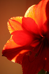 amaryllis