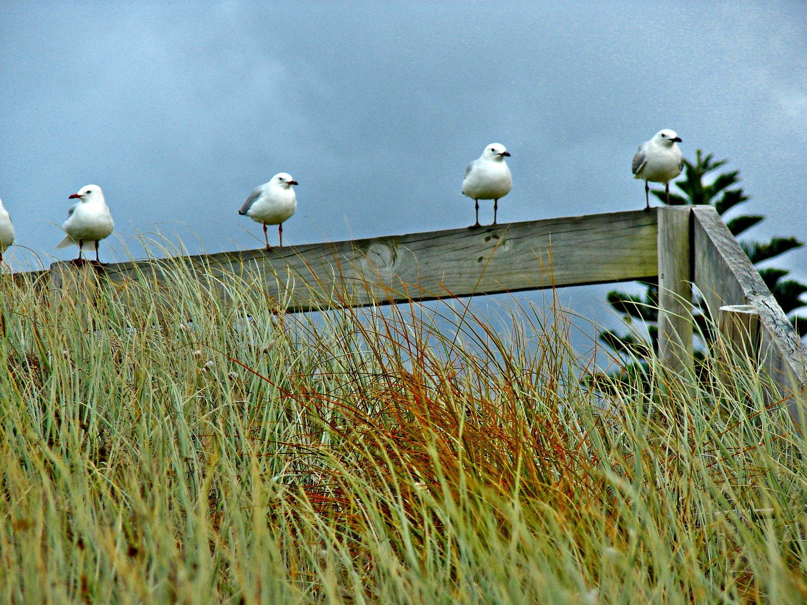 Matata gulls